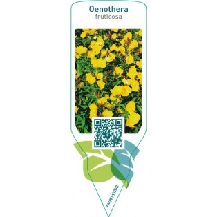 Oenothera fruticosa