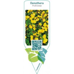 Oenothera fruticosa