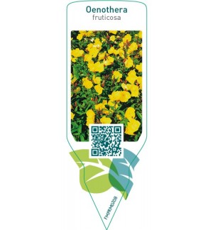 Etichette di Oenothera fruticosa *