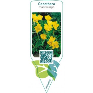 Oenothera macrocarpa