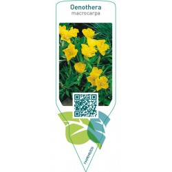 Oenothera macrocarpa
