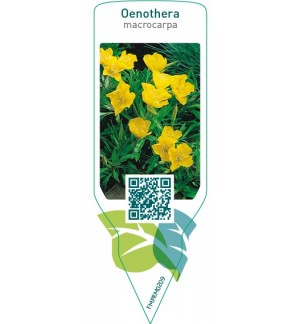 Etichette di Oenothera macrocarpa *