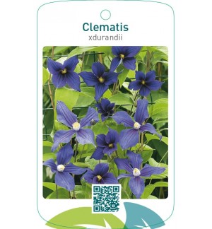 Clematis xdurandii