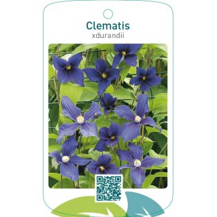 Clematis xdurandii