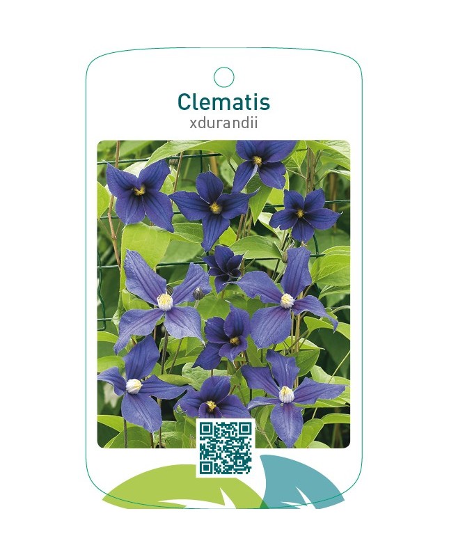 Clematis xdurandii