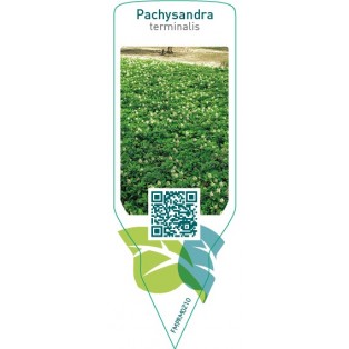 Pachysandra terminalis