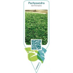 Pachysandra terminalis