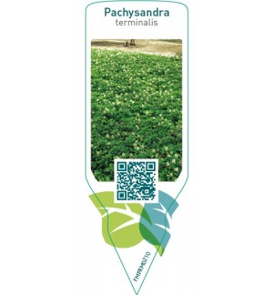 Etichette di Pachysandra terminalis *