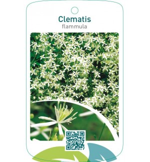 Clematis flammula