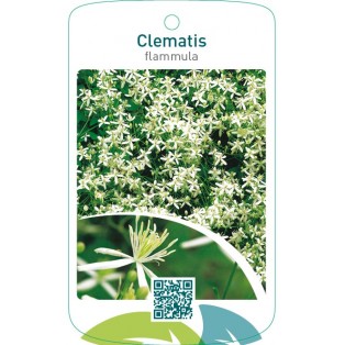 Clematis flammula