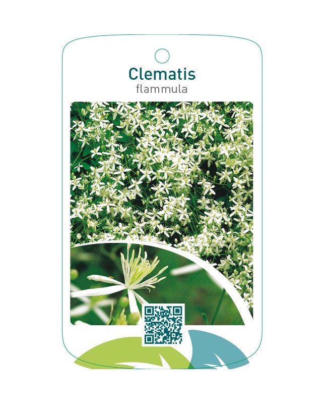 Clematis flammula