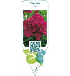 Paeonia (L)  red