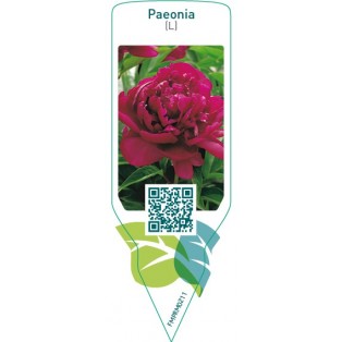 Paeonia (L)  red