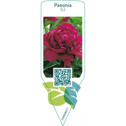 Paeonia (L)  red