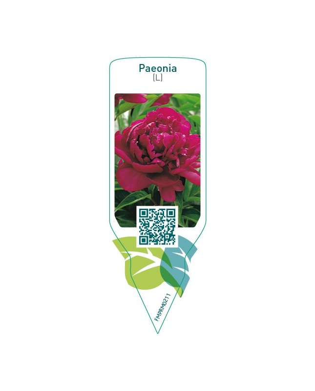 Paeonia (L)  red