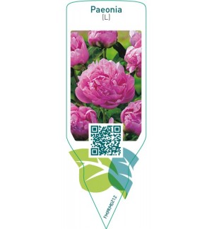 Paeonia (L)  pink