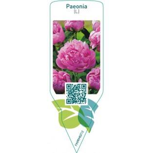 Paeonia (L)  pink