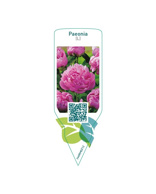 Paeonia (L)  pink