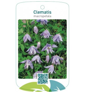 Clematis macropetala