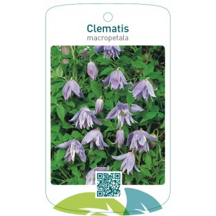 Clematis macropetala