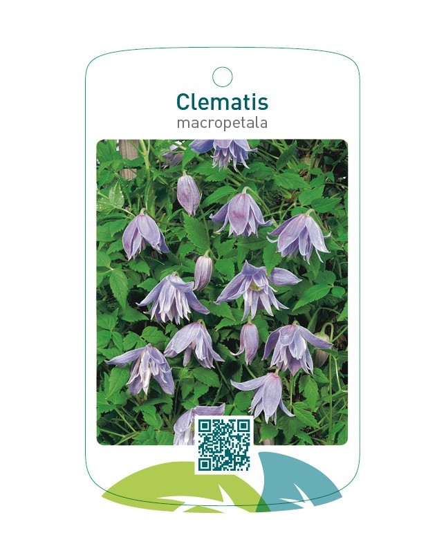 Clematis macropetala