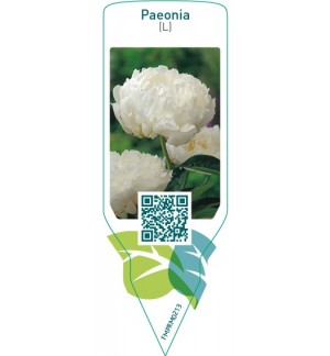 Paeonia (L)  white