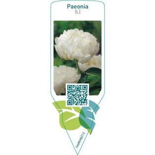 Paeonia (L)  white