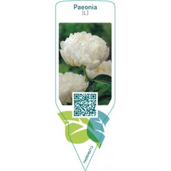 Paeonia (L)  white