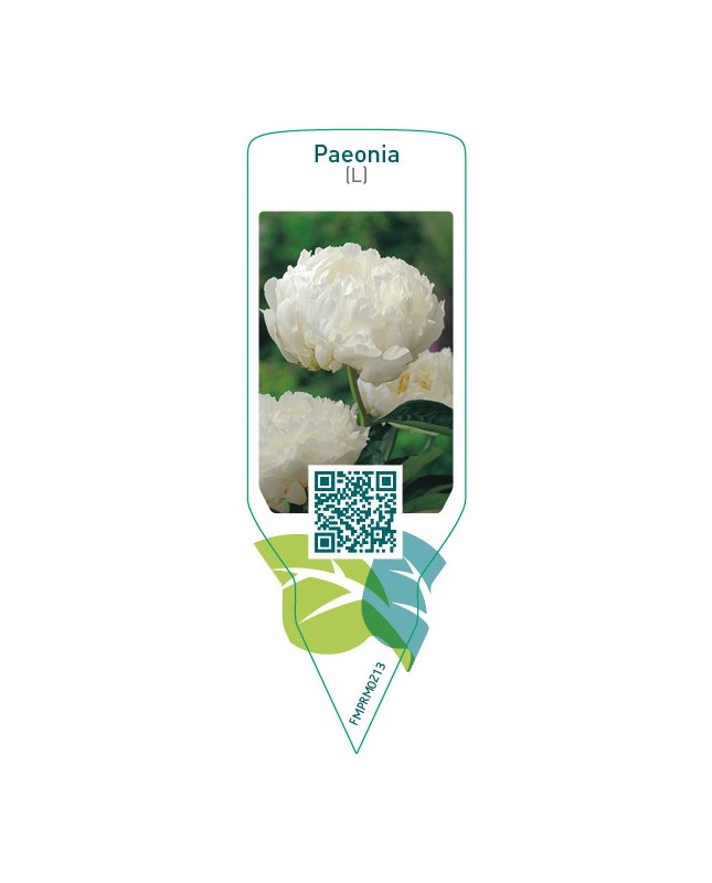 Paeonia (L)  white