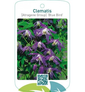 Clematis [Atragene Group] ‘Blue Bird’