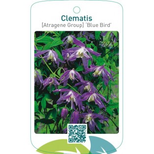 Clematis [Atragene Group] ‘Blue Bird’