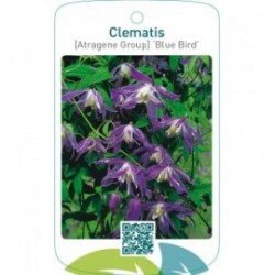 Clematis [Atragene Group] ‘Blue Bird’