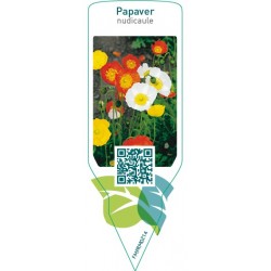 Papaver nudicaule  mix