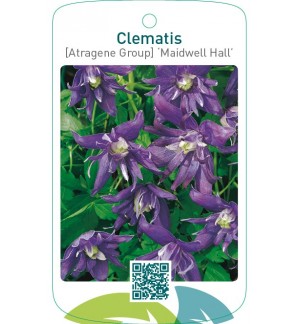 Clematis [Atragene Group] ‘Maidwell Hall’