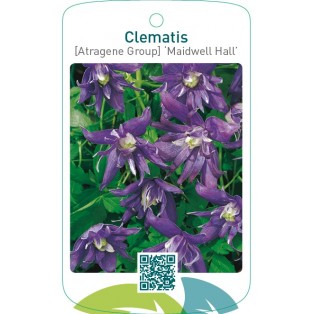 Clematis [Atragene Group] ‘Maidwell Hall’