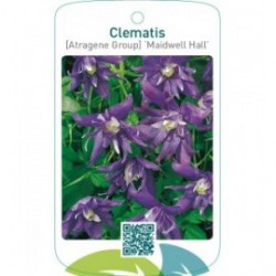 Clematis [Atragene Group] ‘Maidwell Hall’