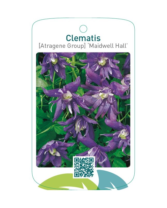 Clematis [Atragene Group] ‘Maidwell Hall’