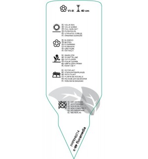 Etichette di Papaver nudicaule  mix *