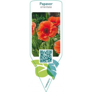 Papaver orientale  orange red