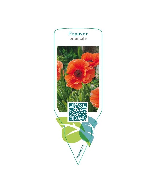 Papaver orientale  orange red