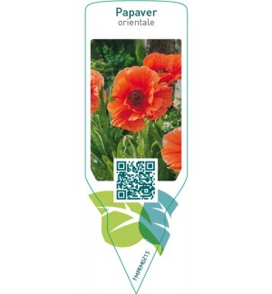 Etichette di Papaver orientale  orange red *