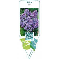 Phlox (P)  blue