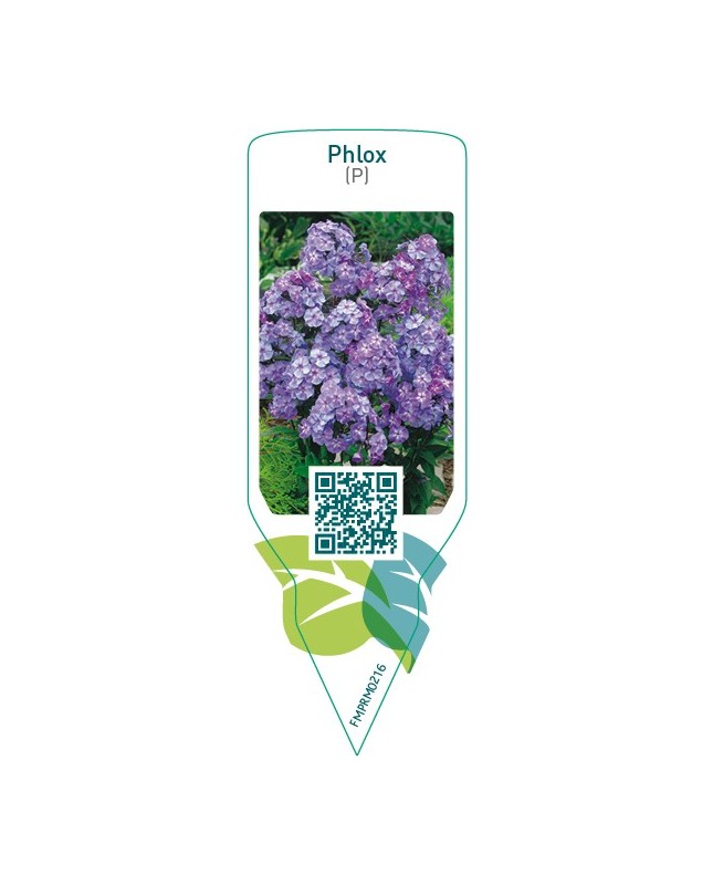 Phlox (P)  blue