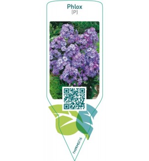 Etichette di Phlox (P)  blue *