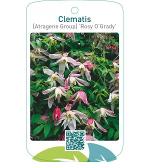 Clematis [Atragene Group] ‘Rosy O’Grady’