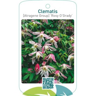 Clematis [Atragene Group] ‘Rosy O’Grady’