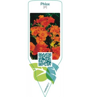 Etichette di Phlox (P)  orange *