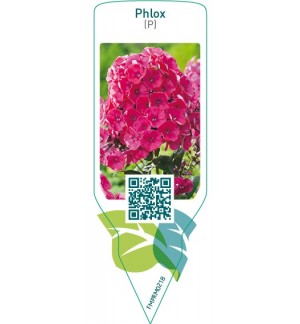 Phlox (P)  red