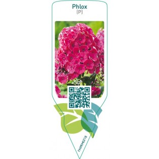 Phlox (P)  red