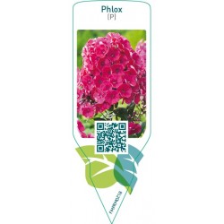 Phlox (P)  red